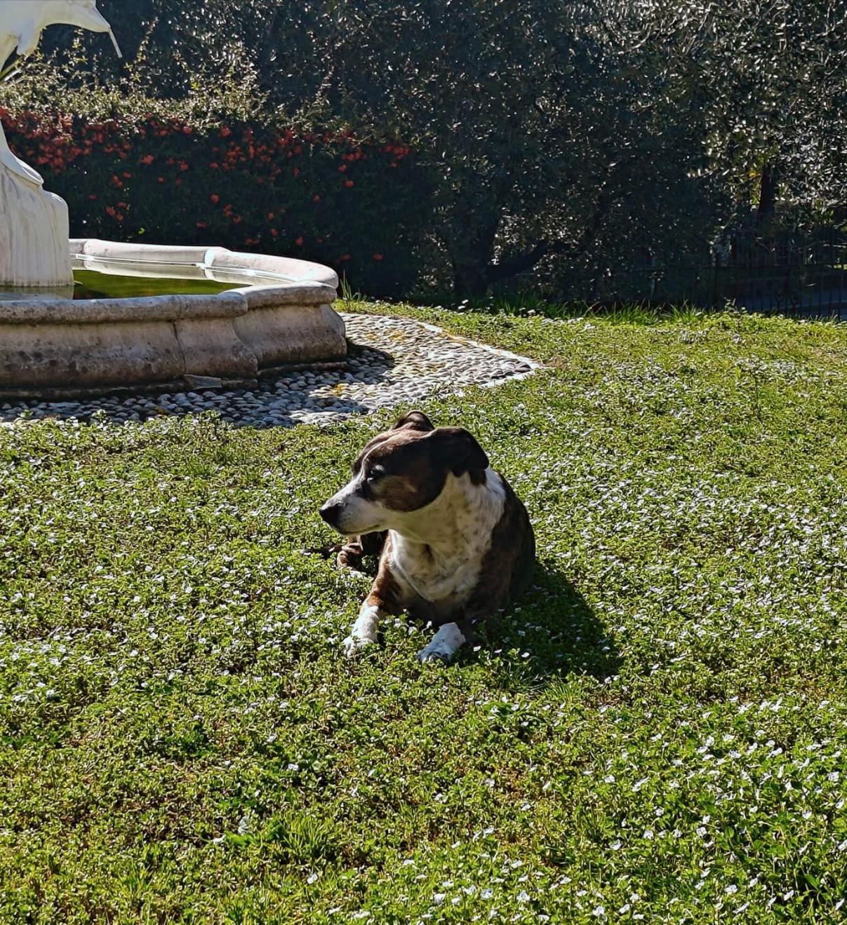 Appartamento Casa Silvia Padenghe sul Garda Esterno foto